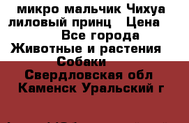 микро мальчик Чихуа лиловый принц › Цена ­ 90 - Все города Животные и растения » Собаки   . Свердловская обл.,Каменск-Уральский г.